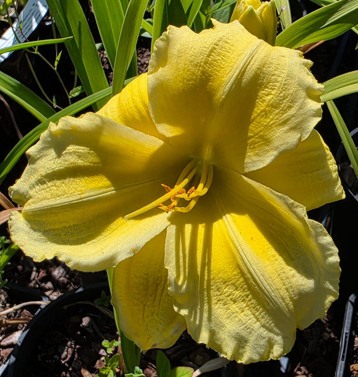 Hemerocallis 'Beauty to Behold'
