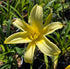 Hemerocallis 'Tetrina's Daughter'