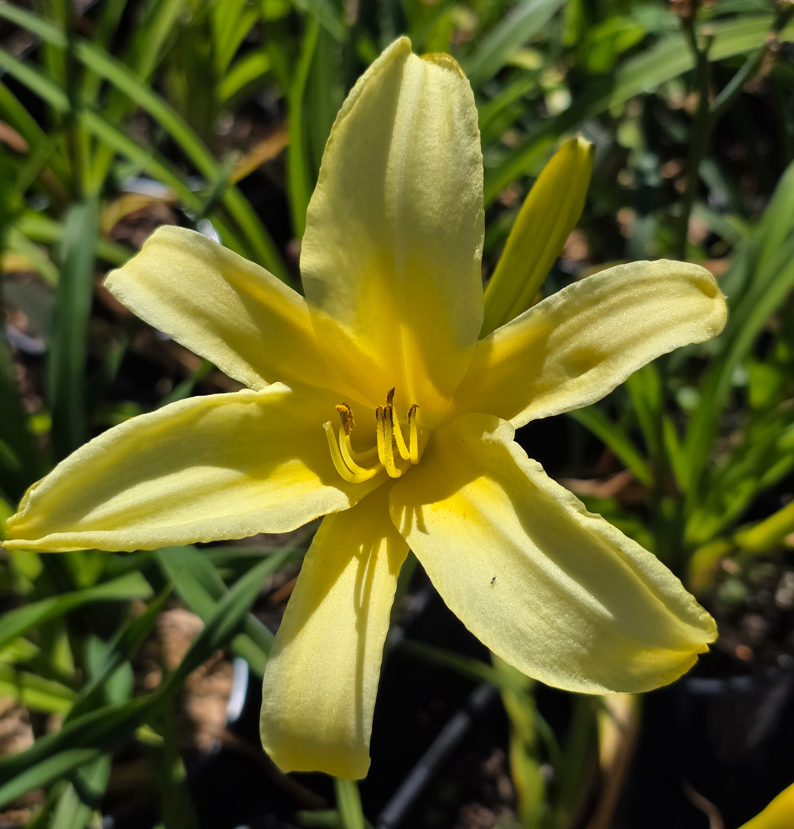 Hemerocallis 'Tetrina's Daughter'