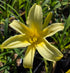 Hemerocallis 'Tetrina's Daughter'