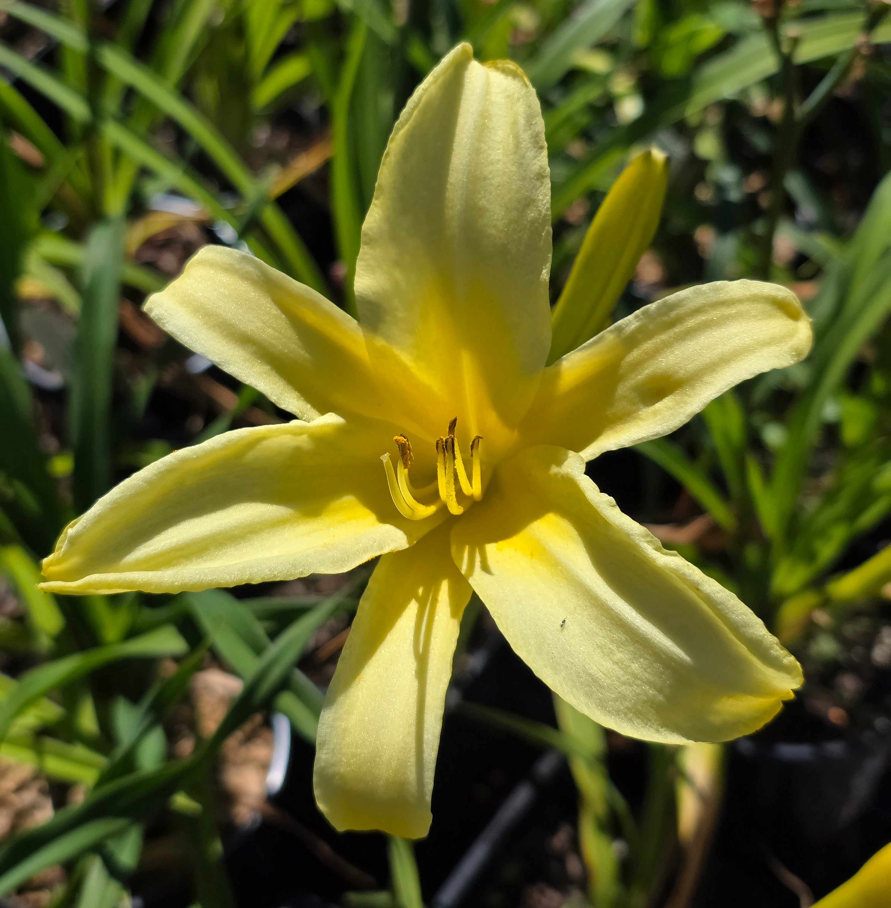 Hemerocallis 'Tetrina's Daughter'