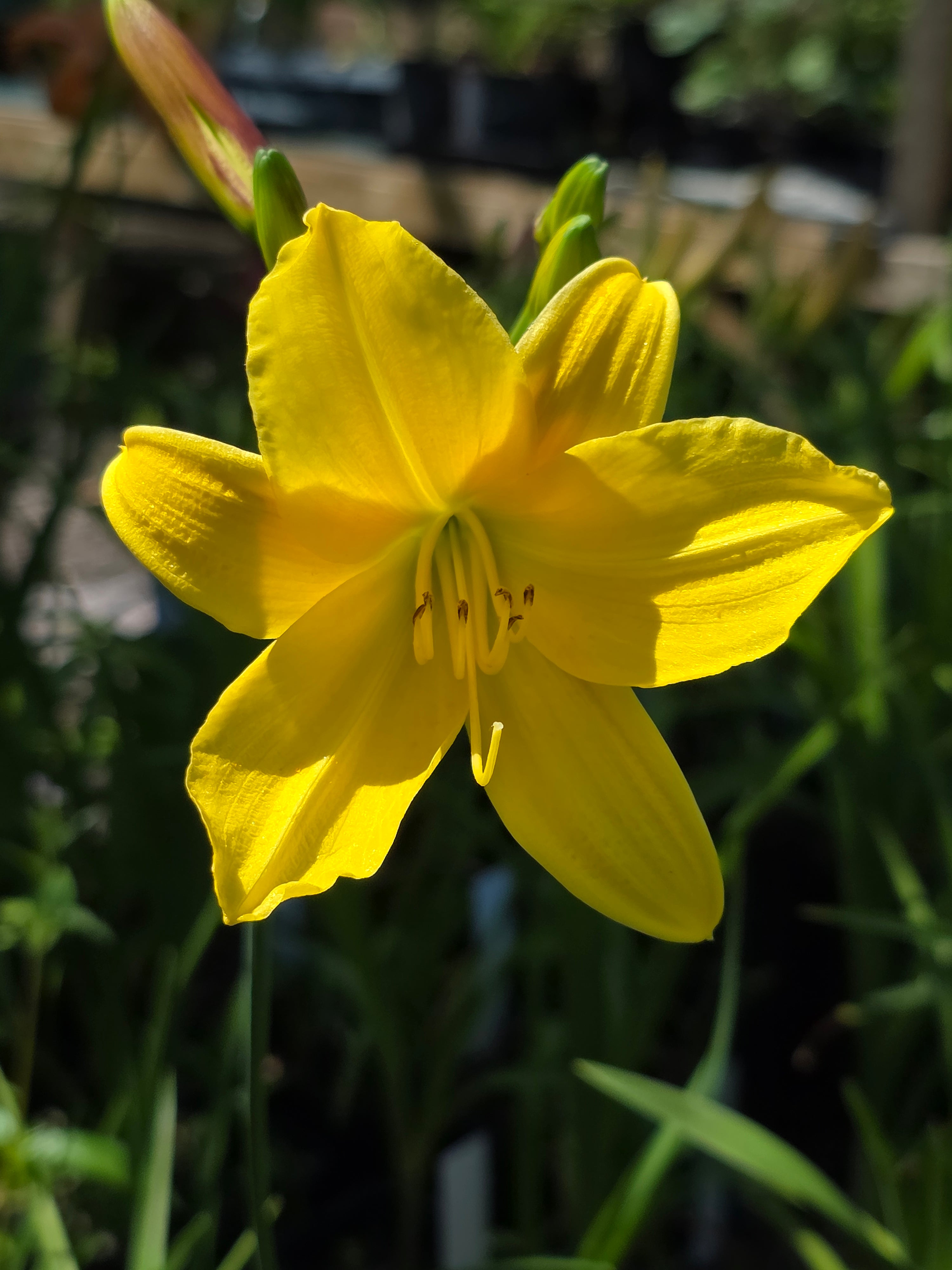 Hemerocallis 'Lemon Bells'