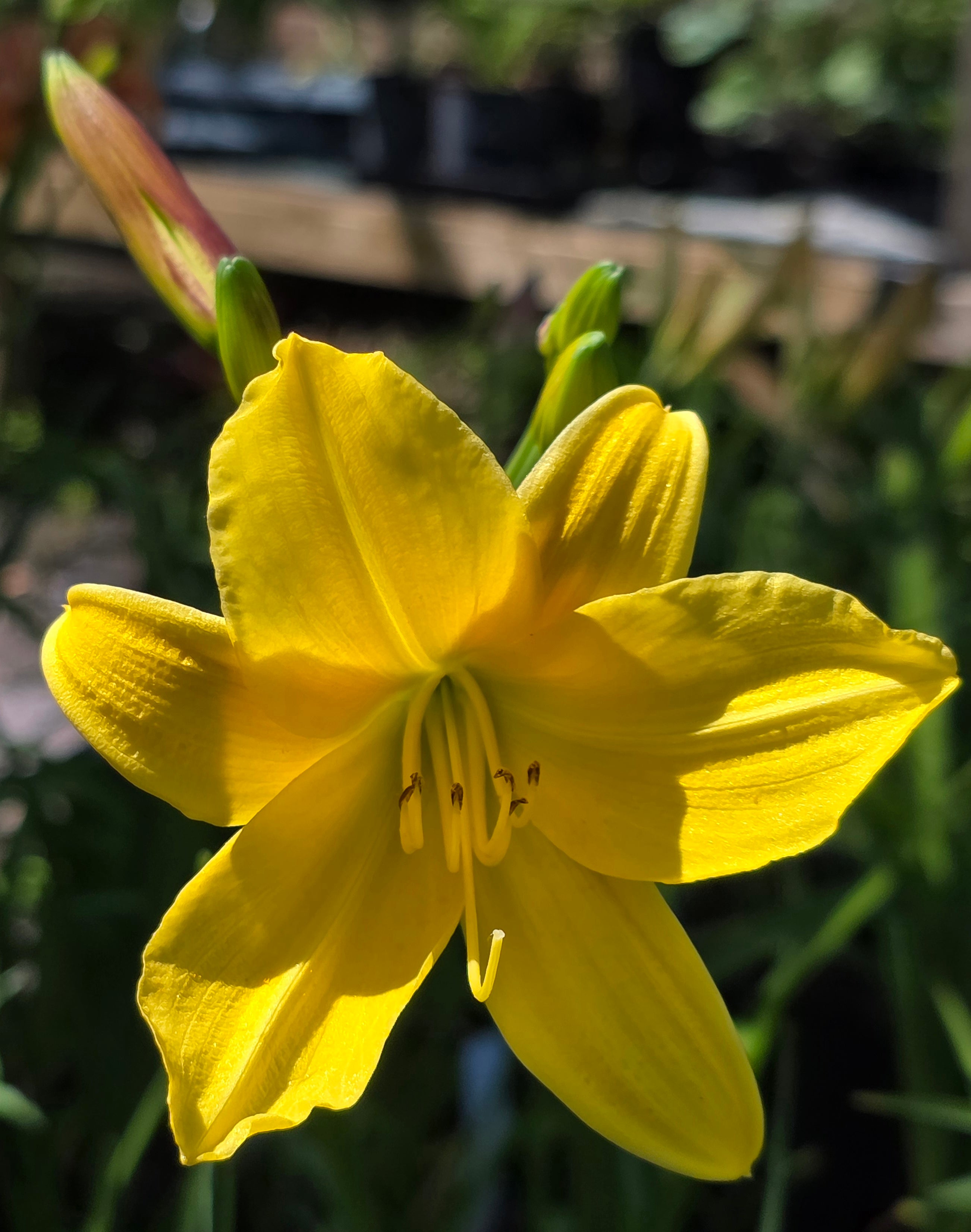 Hemerocallis 'Lemon Bells'
