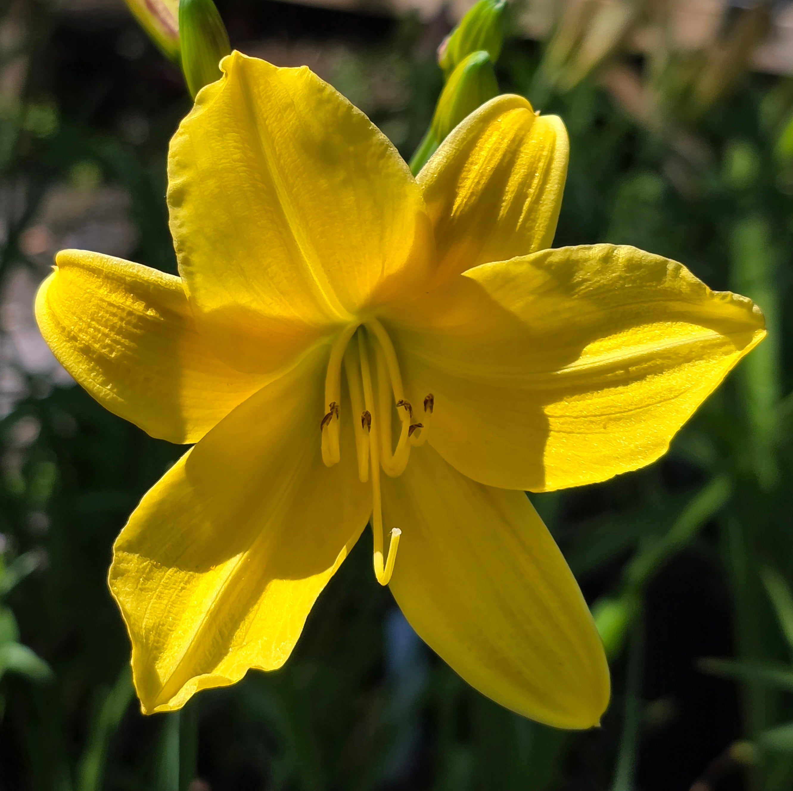 Hemerocallis 'Lemon Bells'