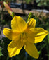Hemerocallis 'Lemon Bells'