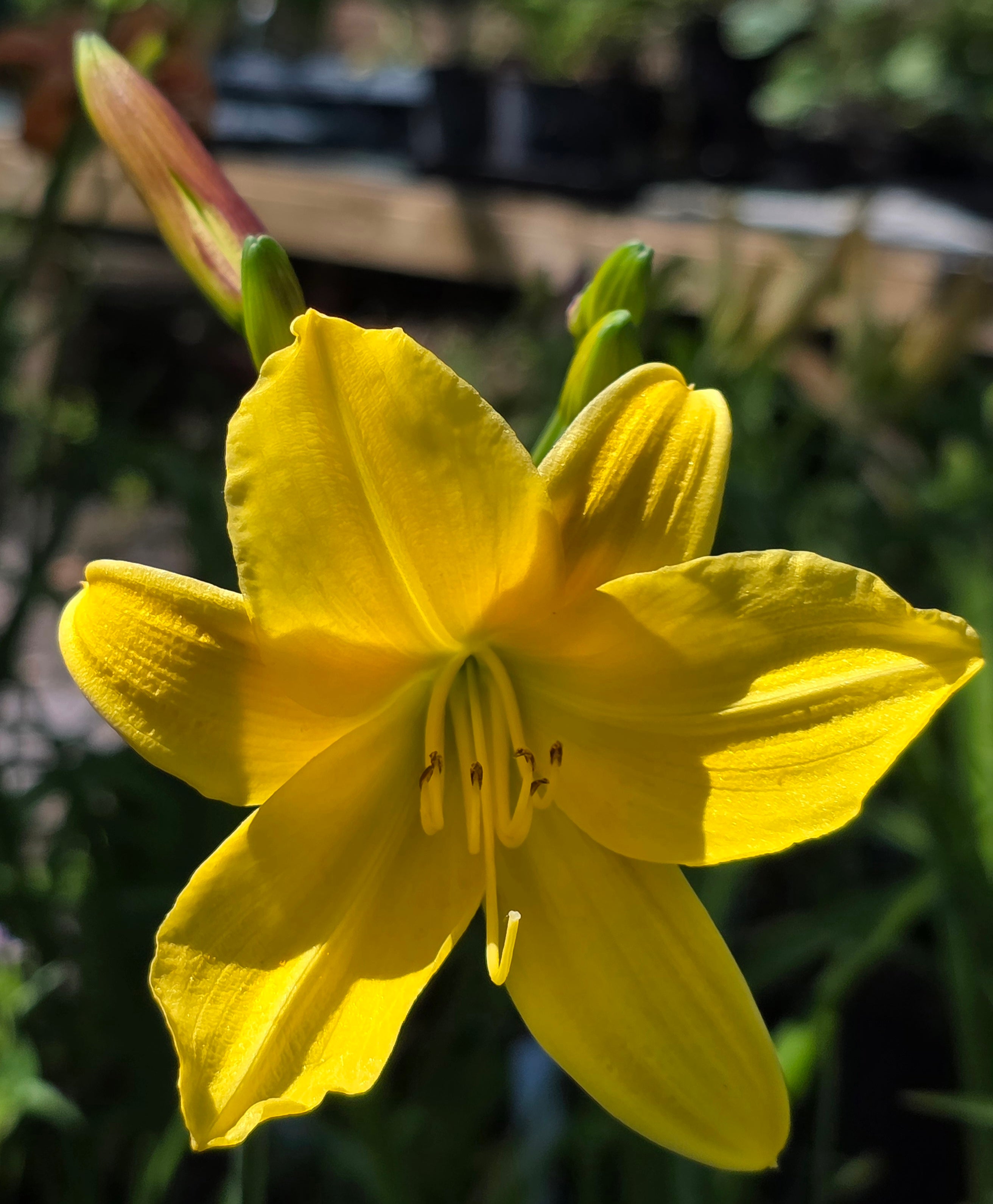 Hemerocallis 'Lemon Bells'