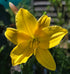 Hemerocallis 'Lemon Bells'