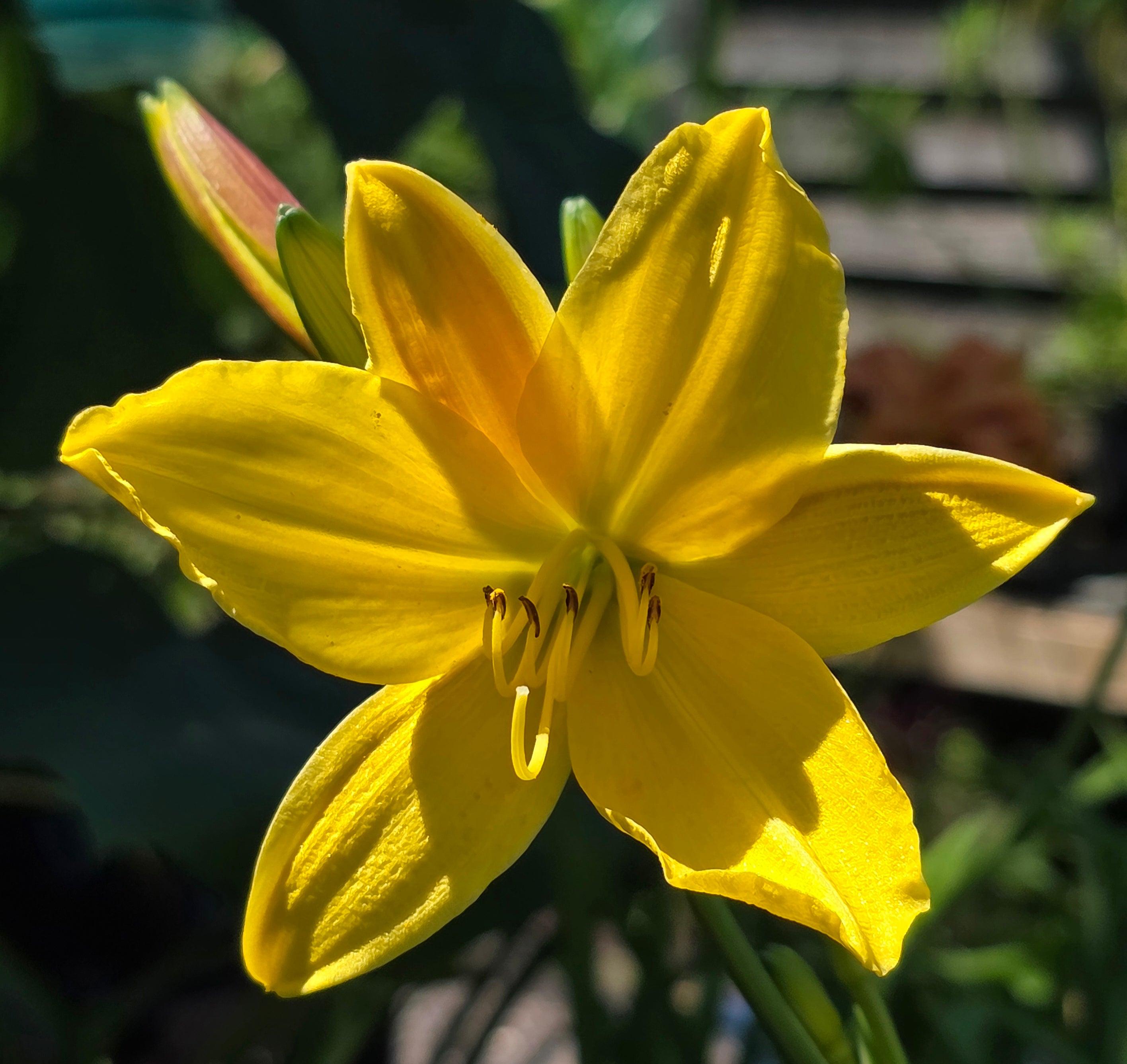 Hemerocallis 'Lemon Bells'