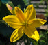 Hemerocallis 'Lemon Bells'