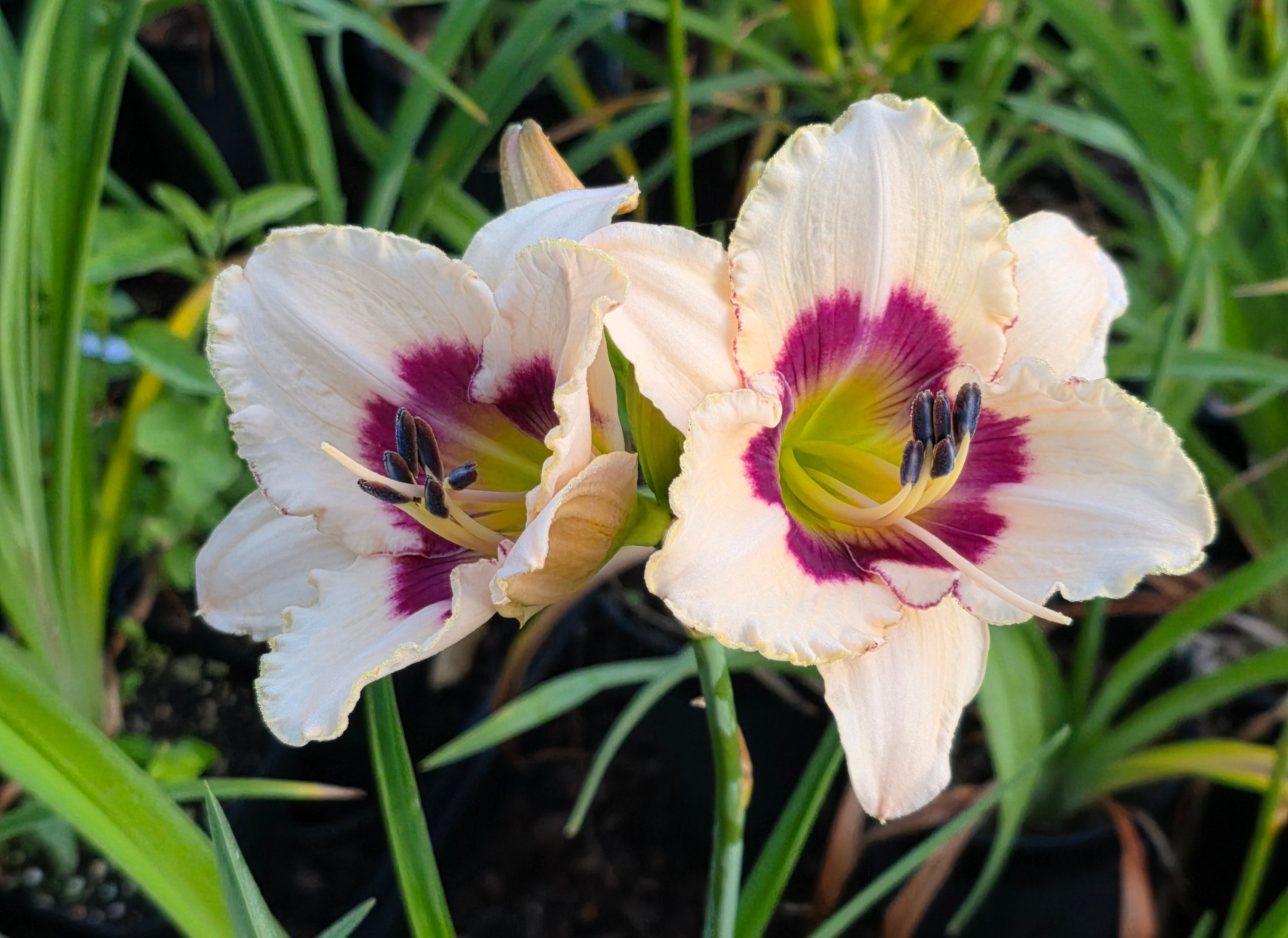 Hemerocallis 'Blueberry Candy'