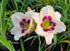 Hemerocallis 'Blueberry Candy'