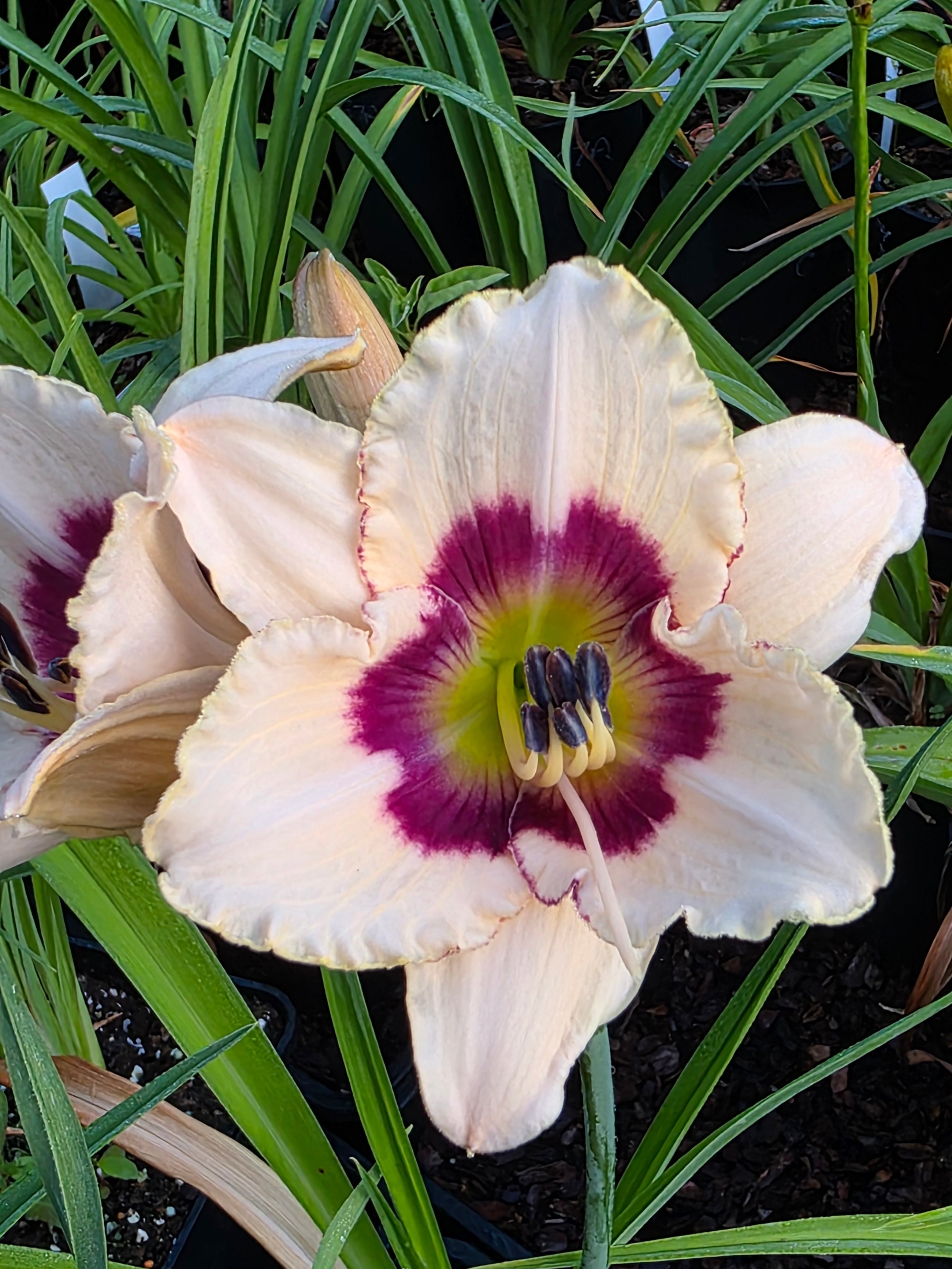 Hemerocallis 'Blueberry Candy'