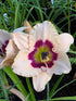 Hemerocallis 'Blueberry Candy'