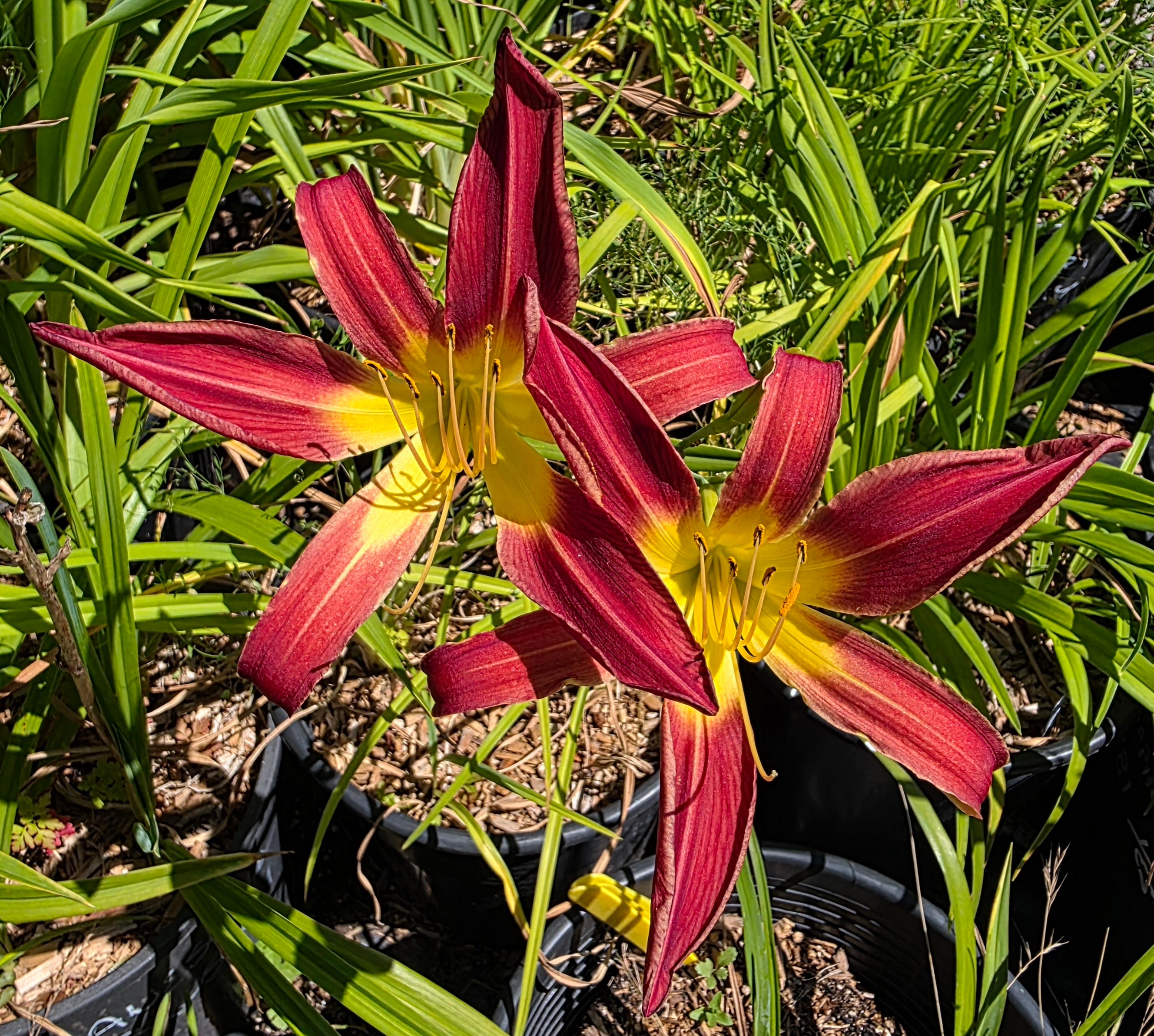 Hemerocallis 'Stoplight'