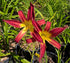 Hemerocallis 'Stoplight'