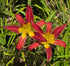 Hemerocallis 'Stoplight'