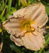 Hemerocallis 'Siloam Little Angel'