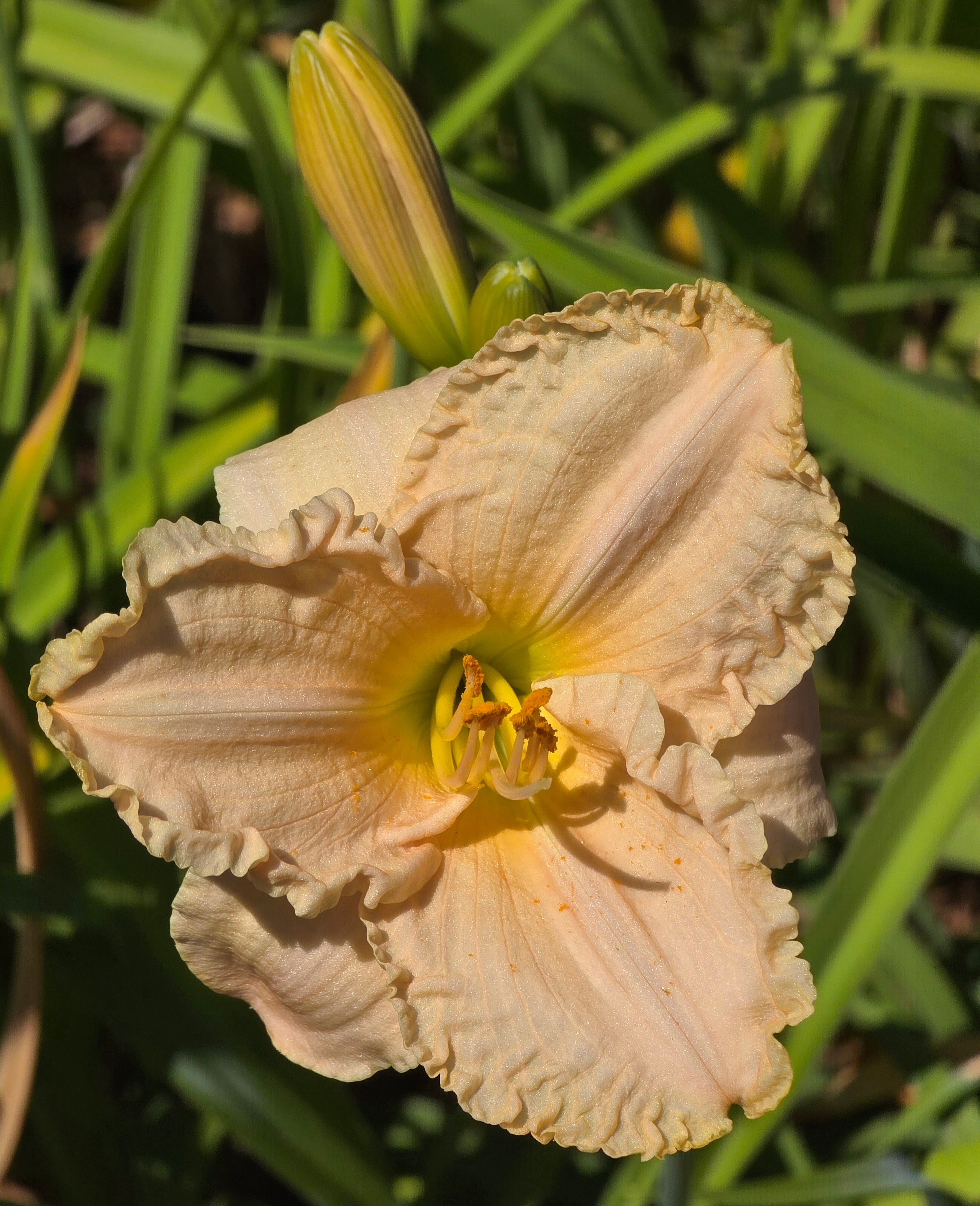 Hemerocallis 'Siloam Little Angel'