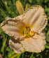 Hemerocallis 'Siloam Little Angel'