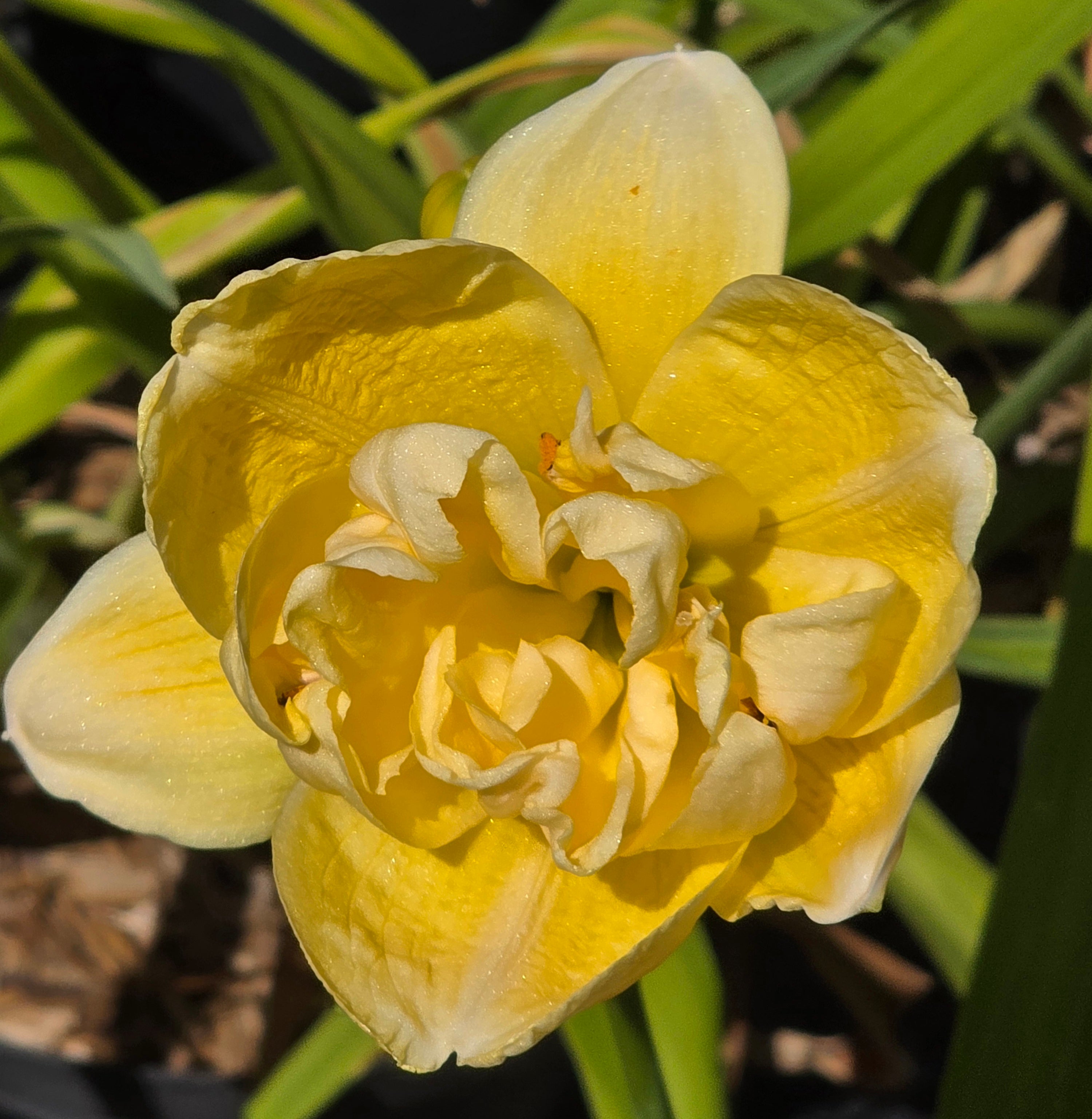 Hemerocallis 'Egg Yolk'