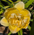 Hemerocallis 'Egg Yolk'