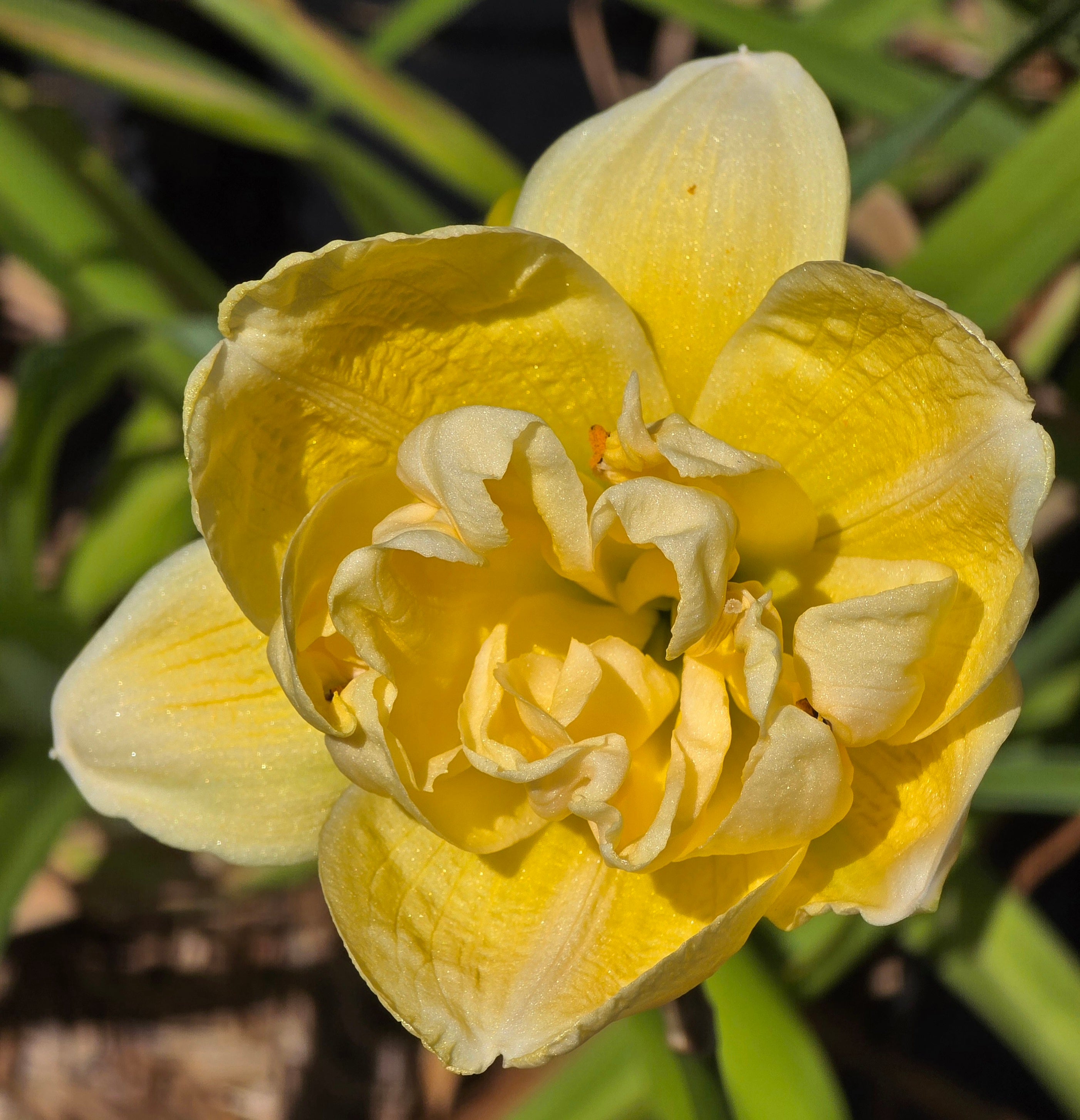 Hemerocallis 'Egg Yolk'