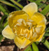 Hemerocallis 'Egg Yolk'