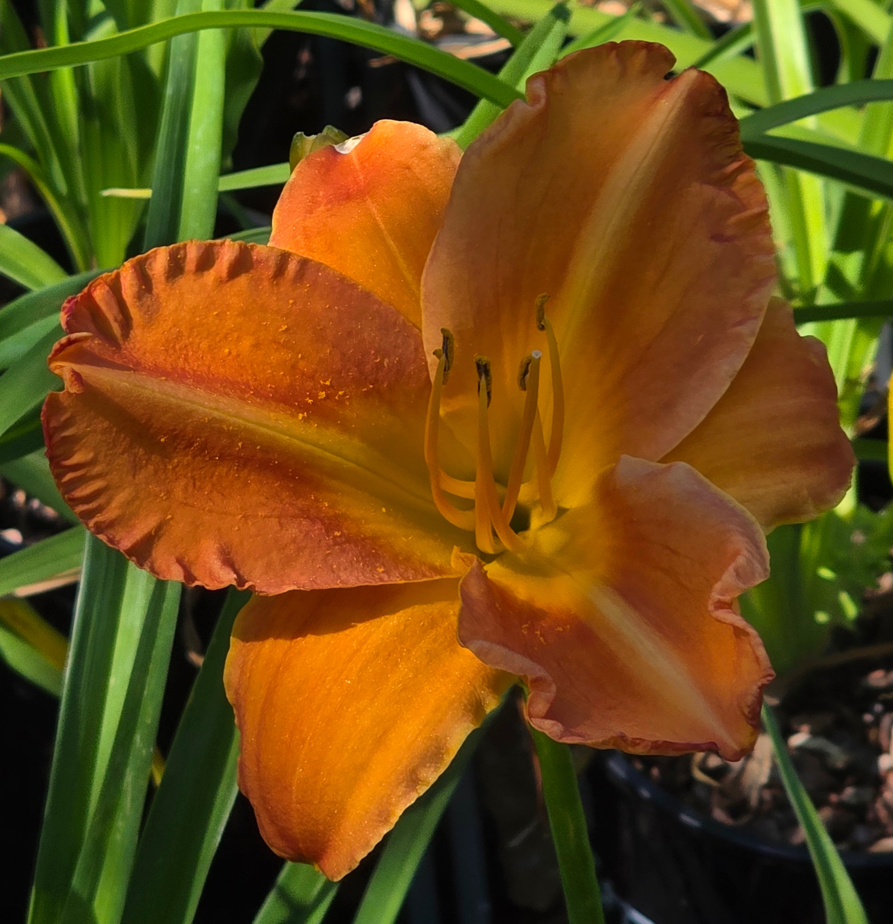 Hemerocallis 'Show Amber'