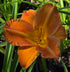 Hemerocallis 'Show Amber'