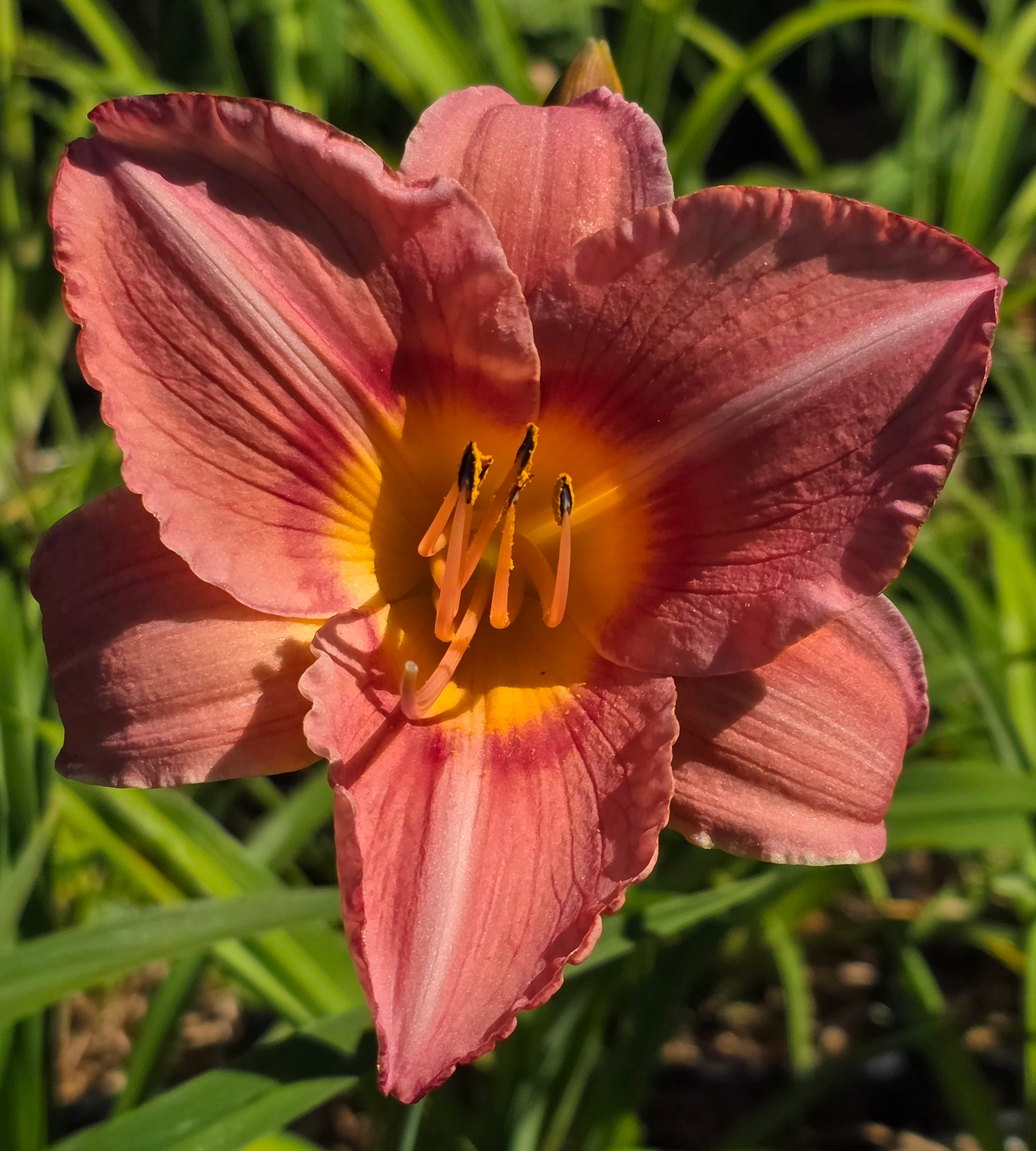 Hemerocallis 'Bowl of Roses'
