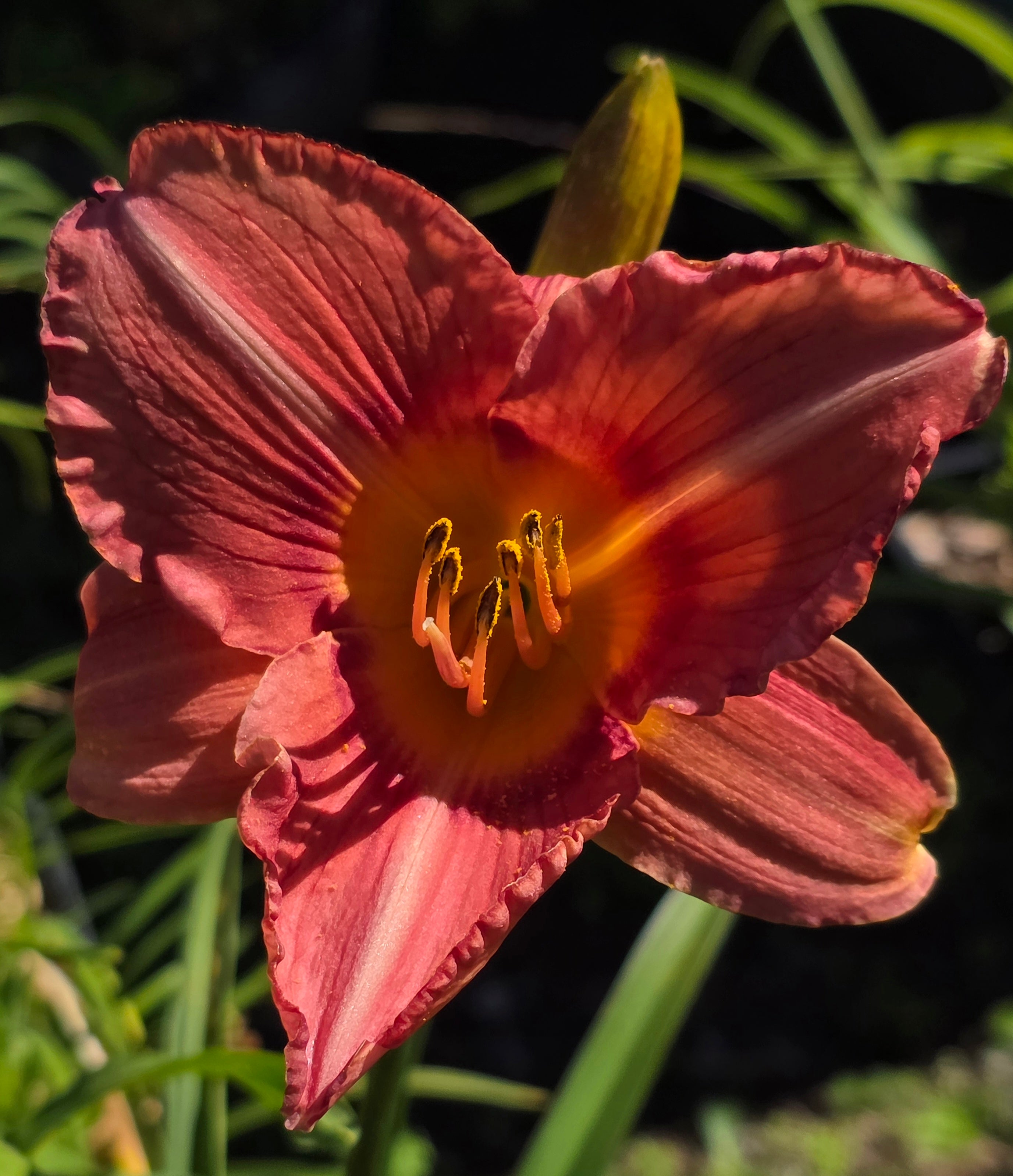 Hemerocallis 'Bowl of Roses'