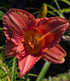 Hemerocallis 'Bowl of Roses'