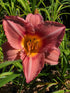 Hemerocallis 'Bowl of Roses'