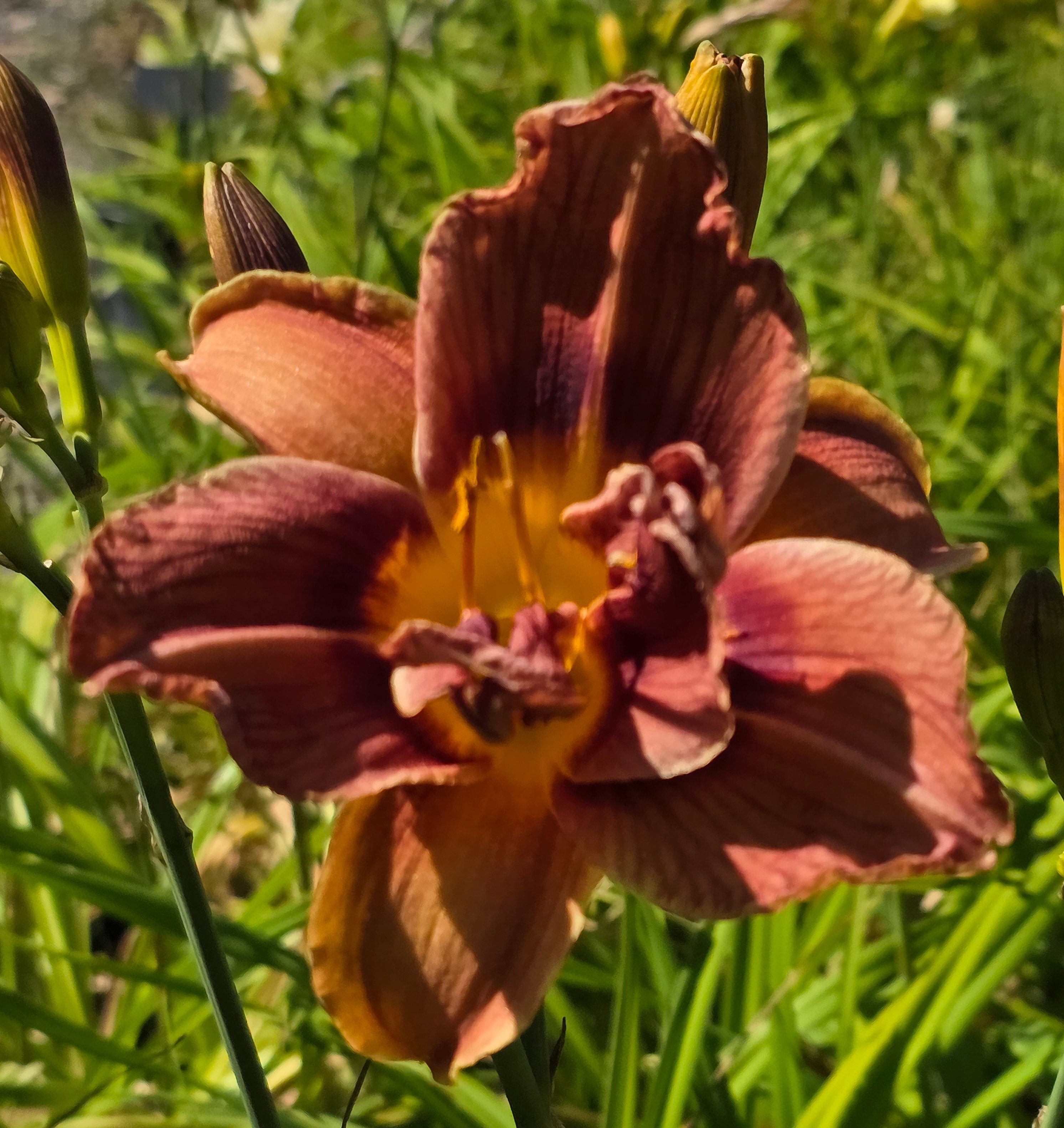 Hemerocallis 'Double Coffee'