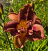 Hemerocallis 'Double Coffee'