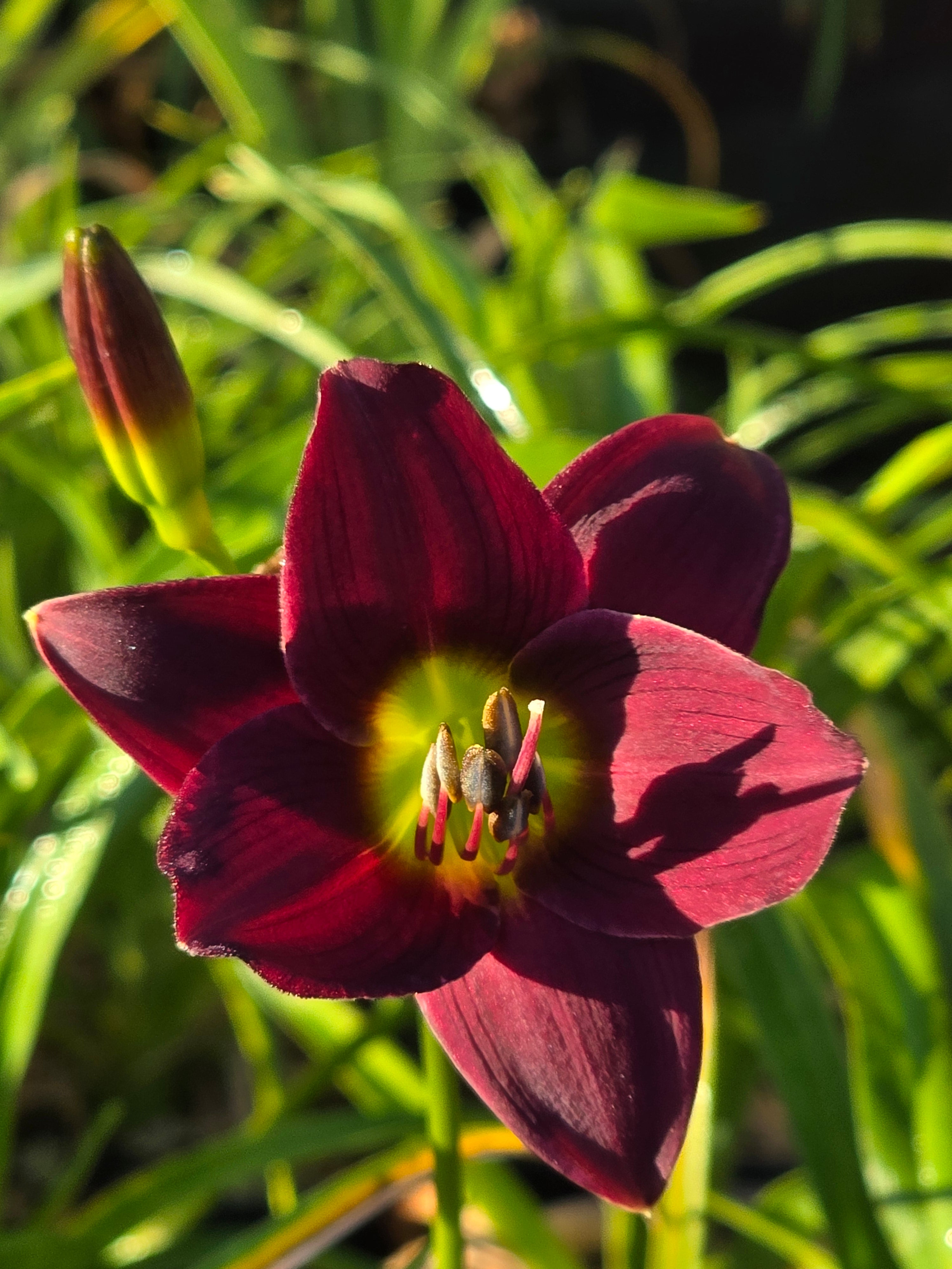 Hemerocallis 'Barbary Corsair'