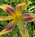 Hemerocallis 'Lady Neva'