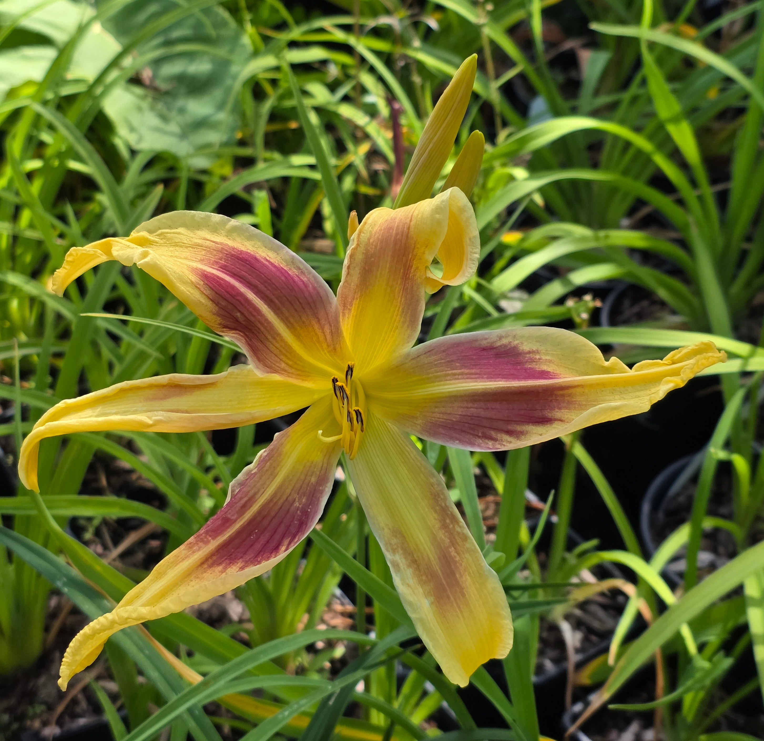 Hemerocallis 'Lady Neva'