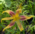 Hemerocallis 'Lady Neva'