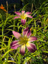 Hemerocallis 'Wilson Spider' ...