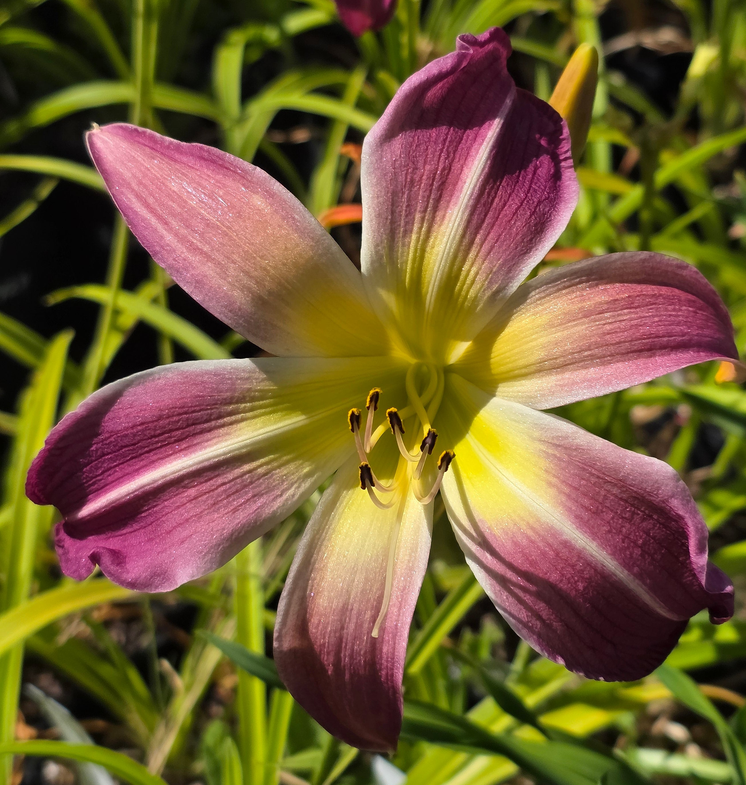 Hemerocallis 'Wilson Spider' ...