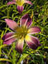 Hemerocallis 'Wilson Spider' ...