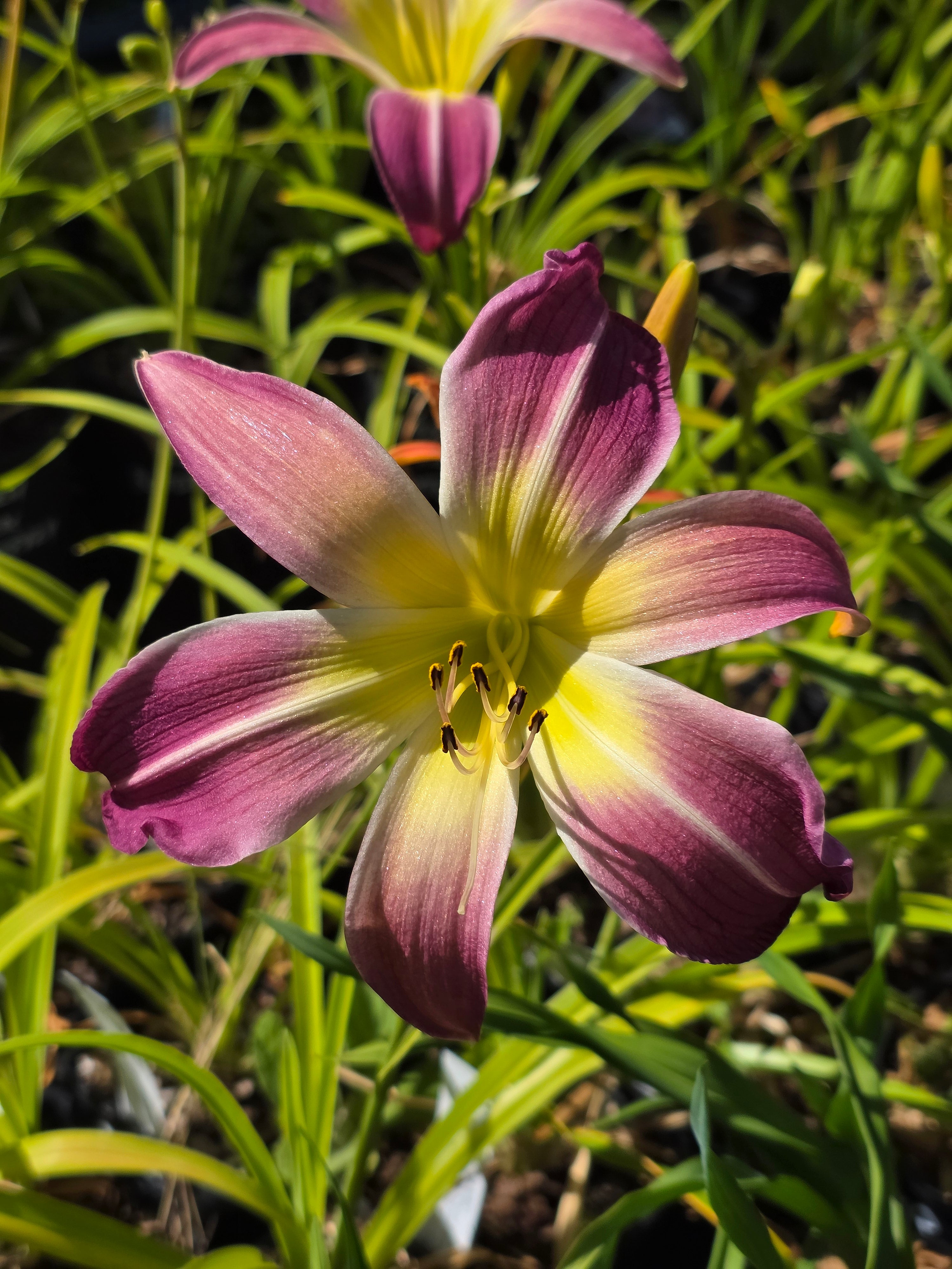 Hemerocallis 'Wilson Spider' ...
