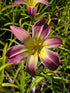 Hemerocallis 'Wilson Spider' ...