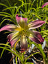 Hemerocallis 'Wilson Spider' ...