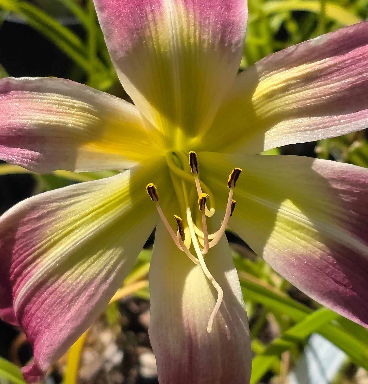 Hemerocallis 'Wilson Spider' ...