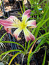 Hemerocallis 'Wilson Spider' ...