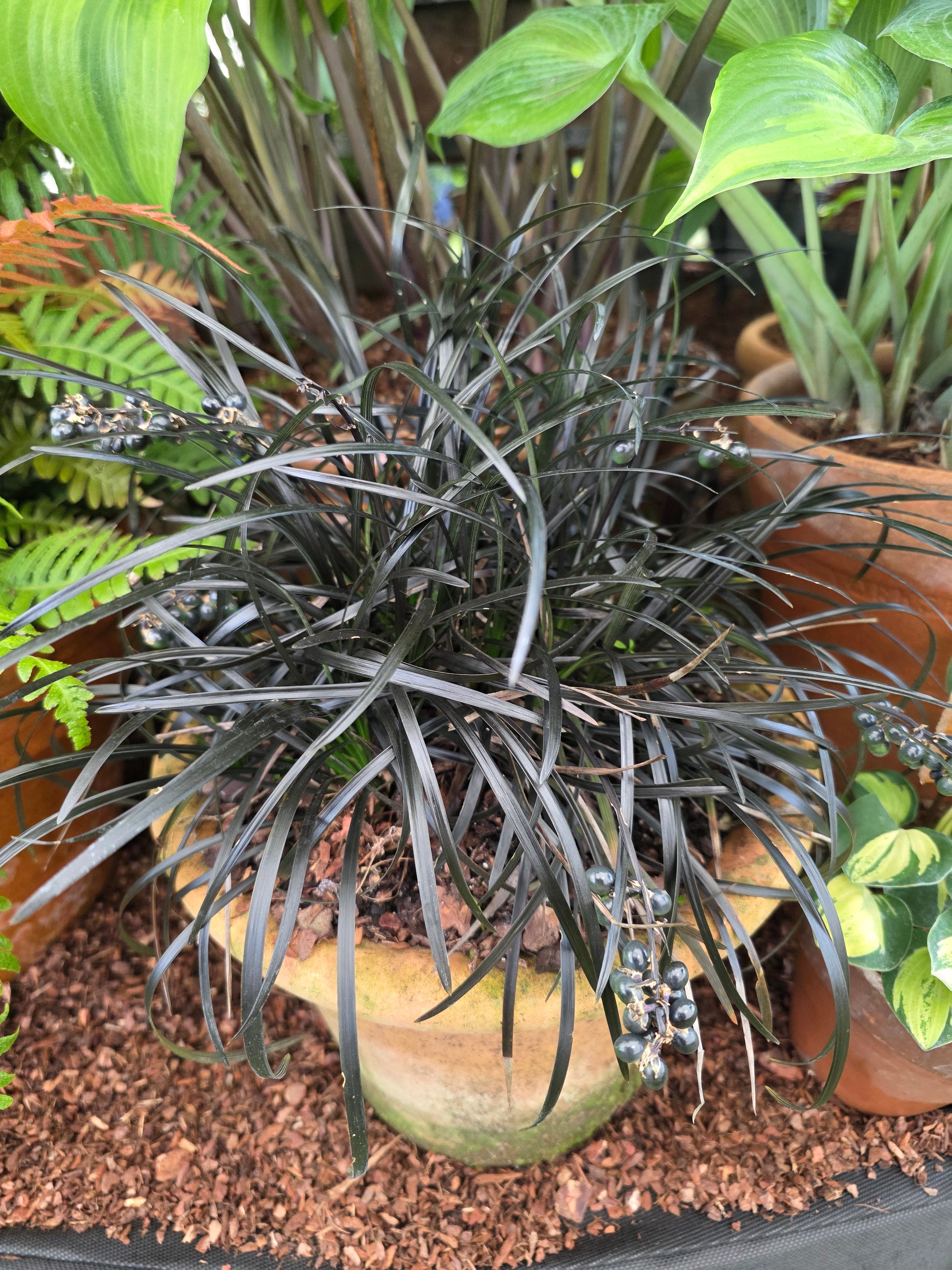 Ophiopogon planiscapus 'Nigrescens'