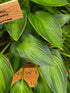 Hosta 'Ayesha'