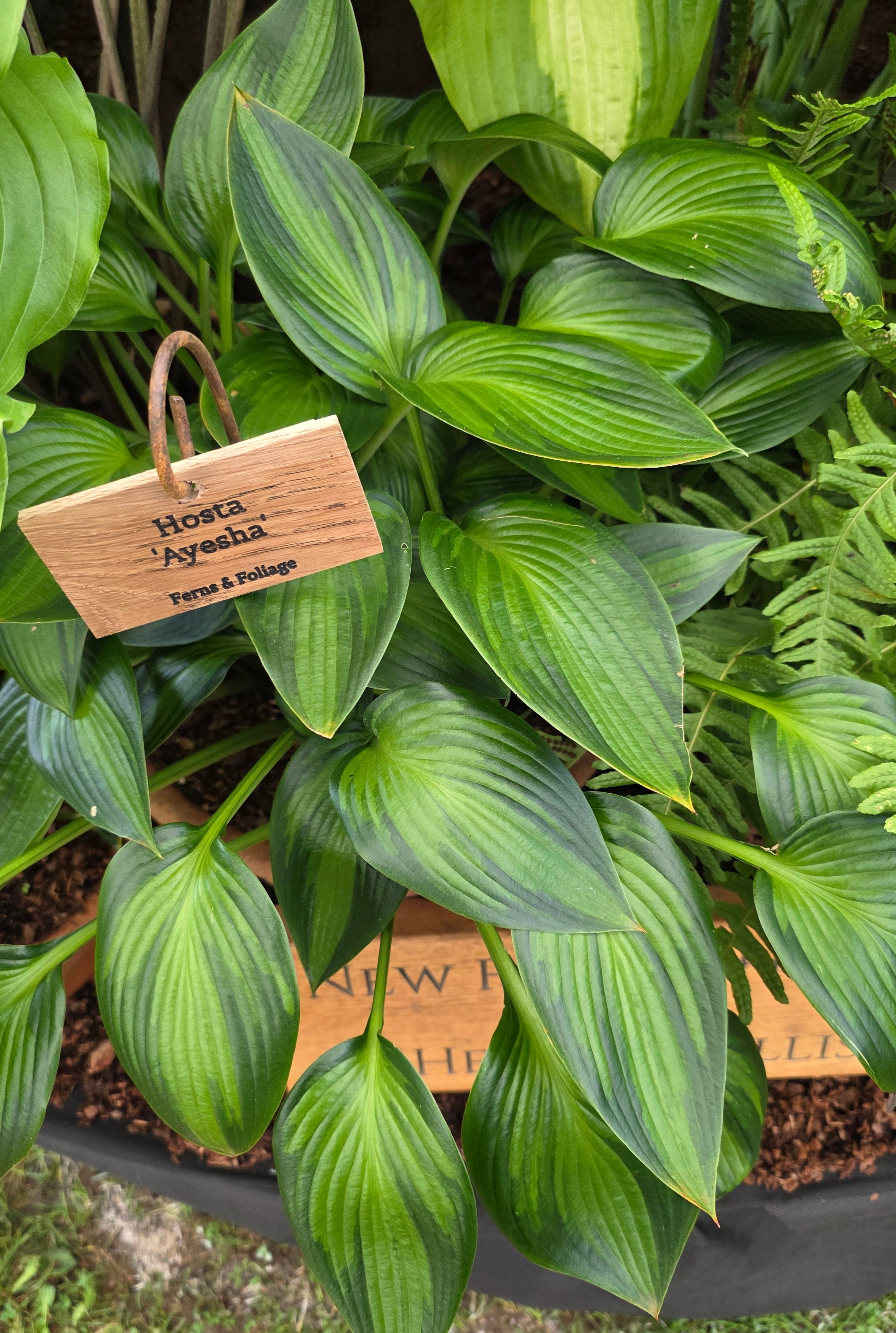 Hosta 'Ayesha'
